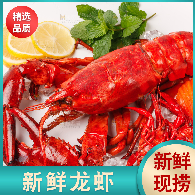 白底上的大龙虾
