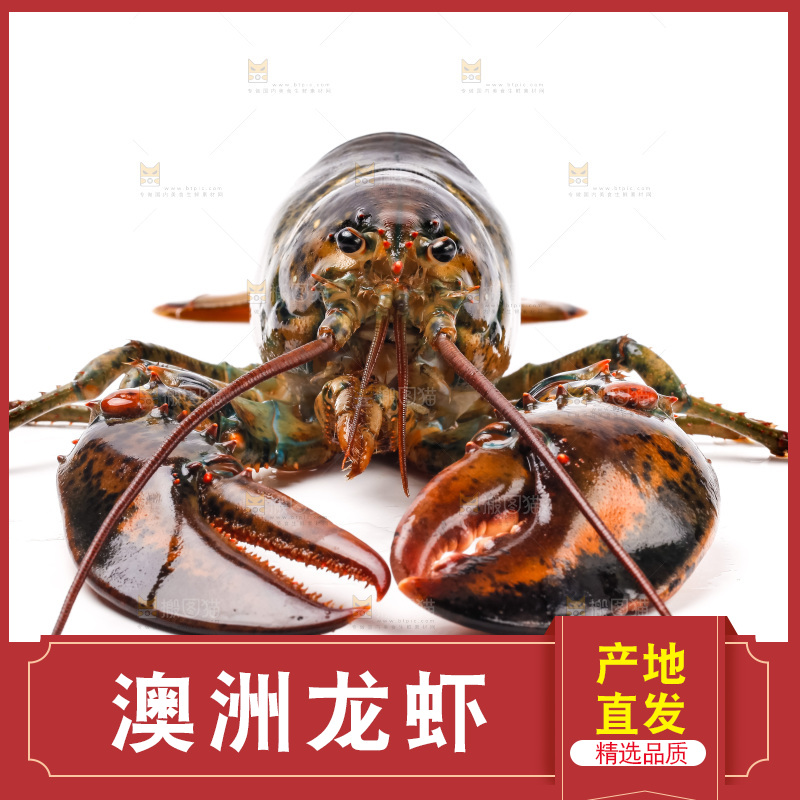 白底上的澳洲龙虾