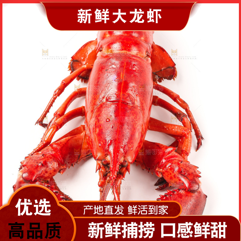 白底上放着澳洲龙虾