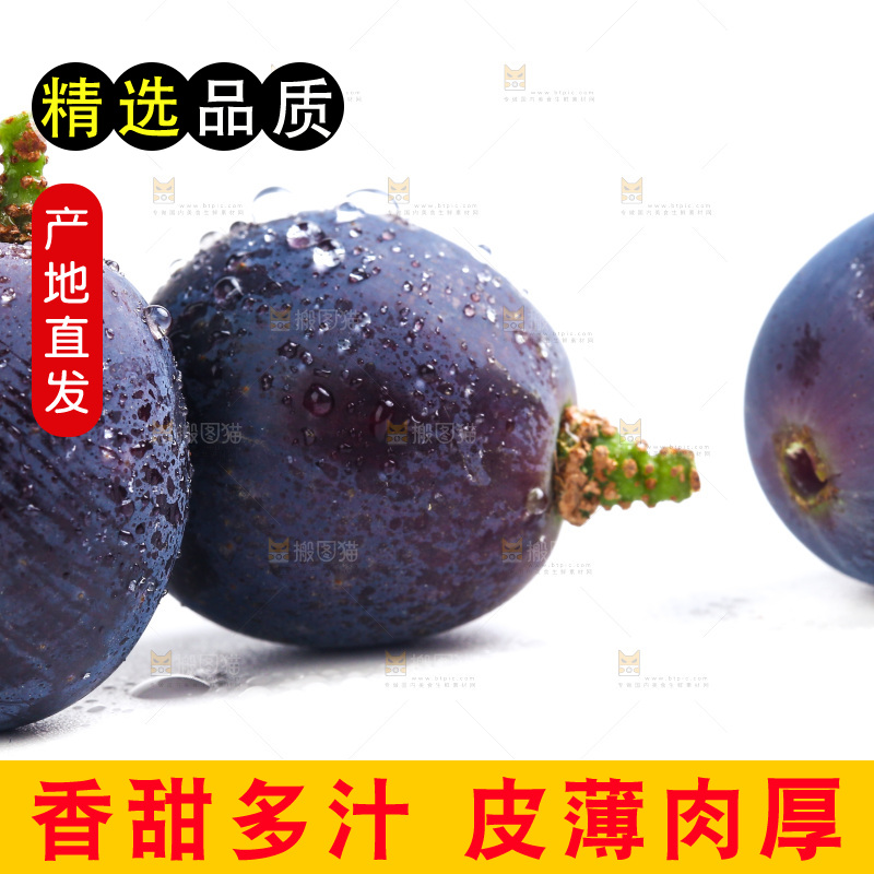 新鲜夏黑葡萄放在白底上