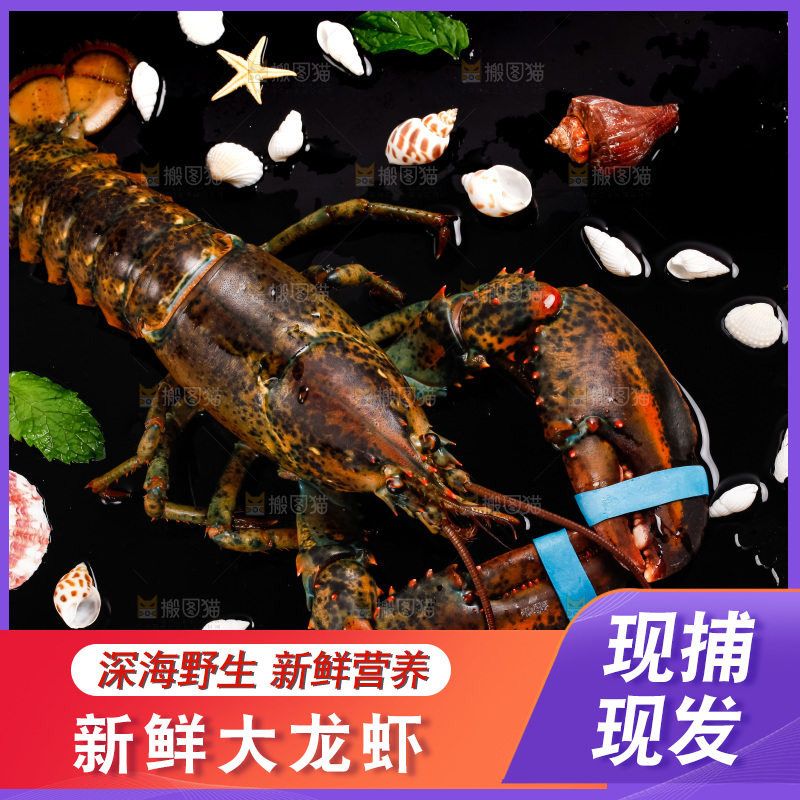 黑底上的波士顿龙虾