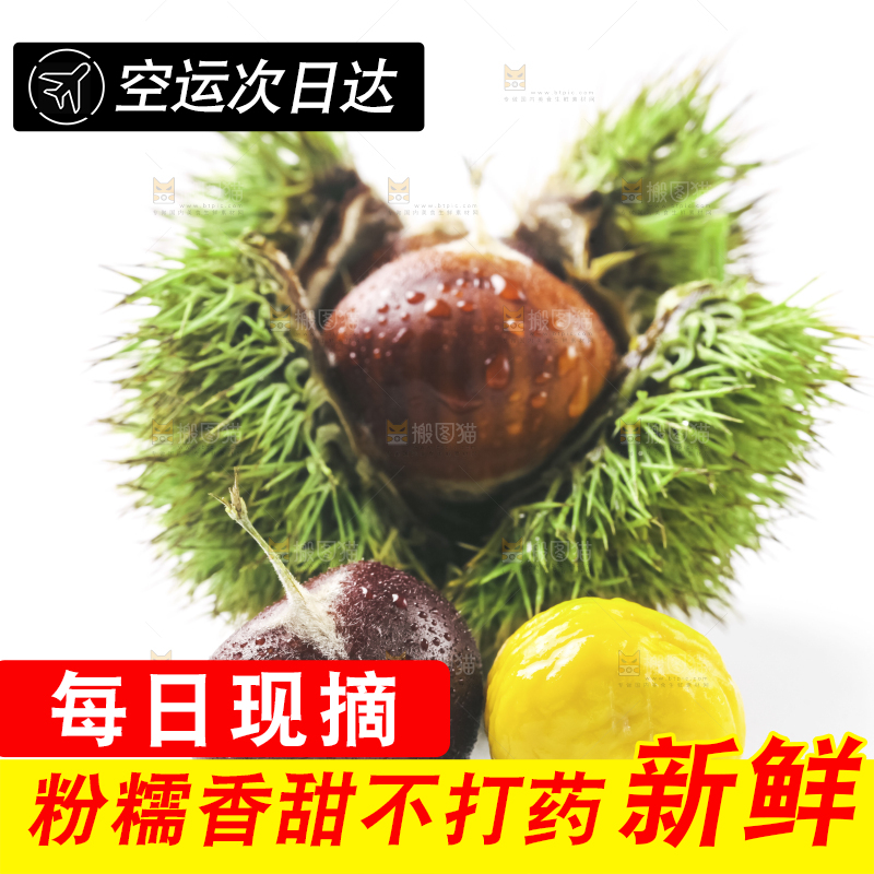 浅底上的板栗