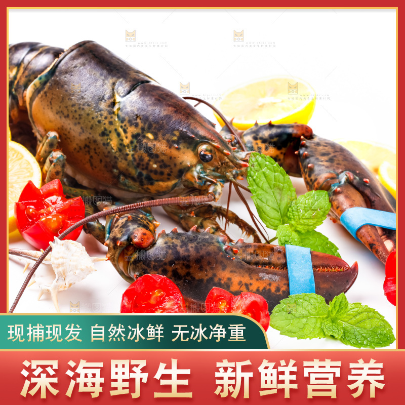 浅底上的澳洲龙虾