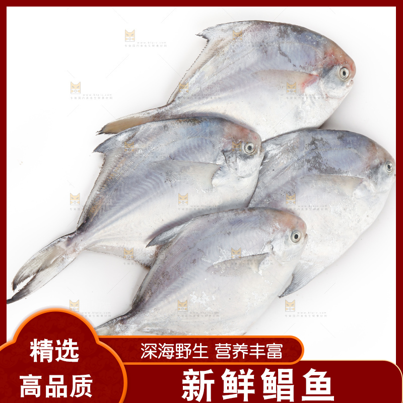 白底上的深海银鲳鱼