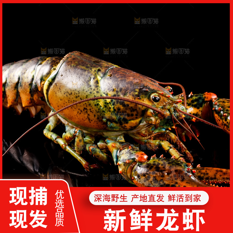 黑底上的澳洲龙虾