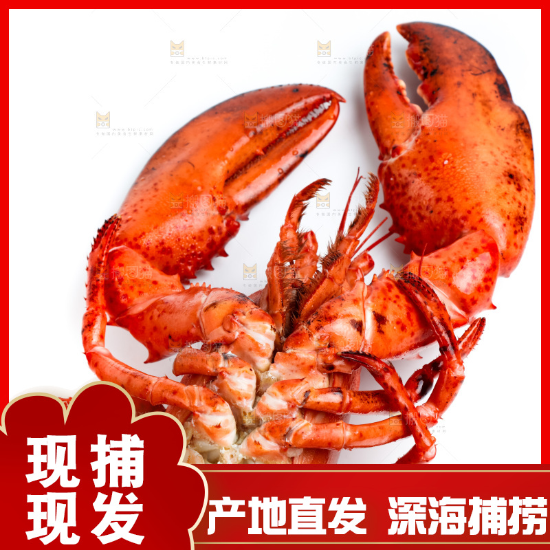 白底上的波士顿大龙虾