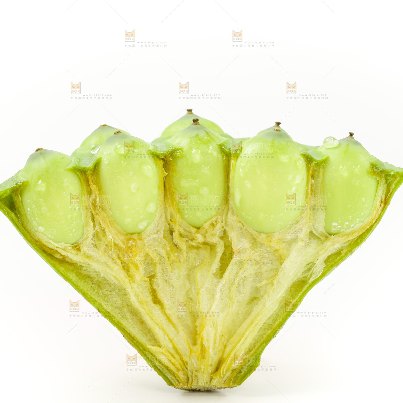 白底上的嫩莲蓬