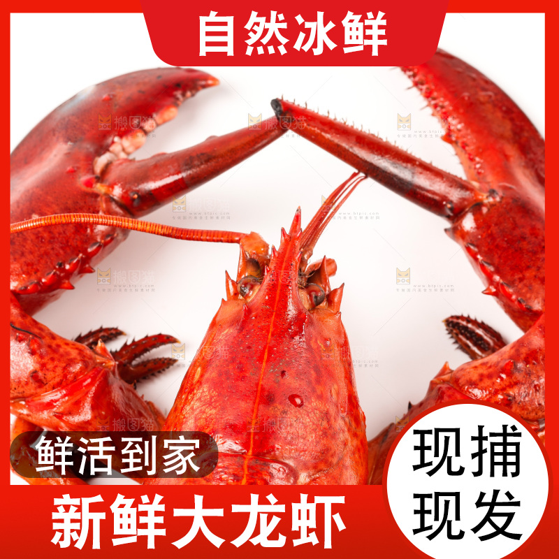 白底上放着澳洲龙虾
