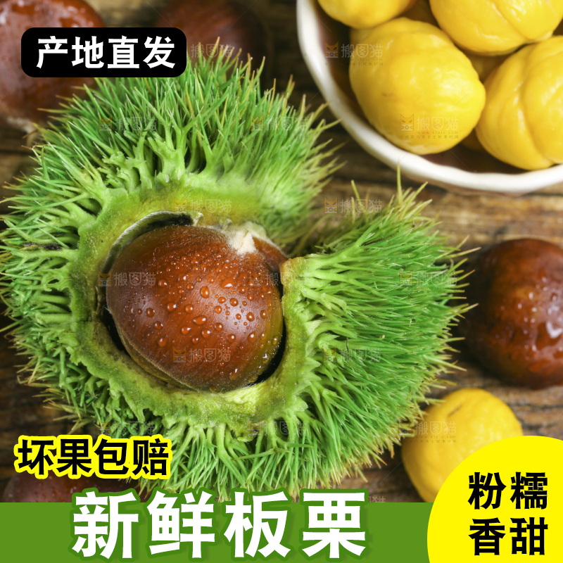 木底上的迁西板栗
