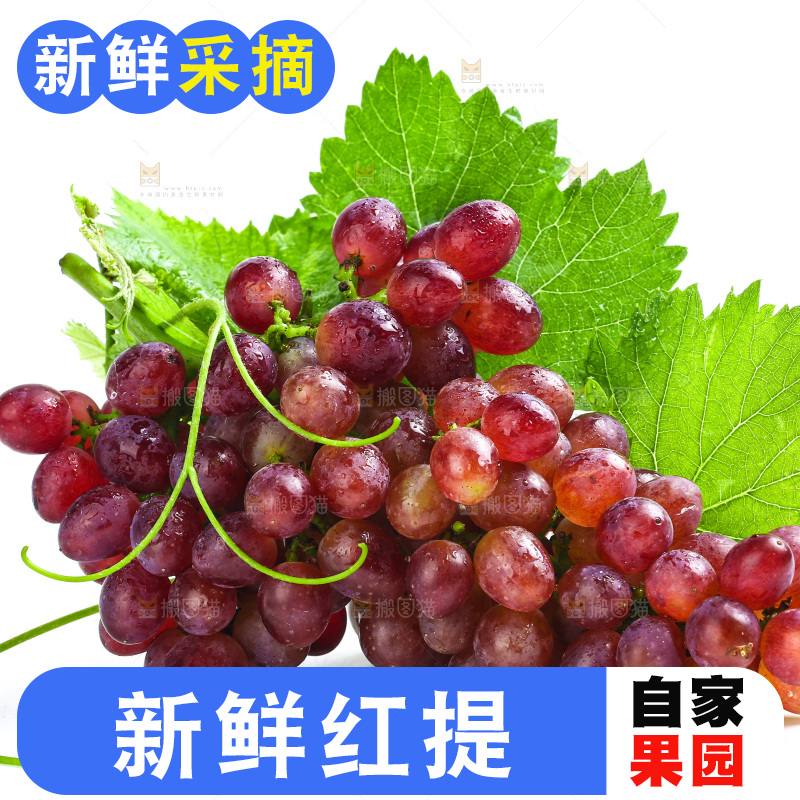 白底上的红提