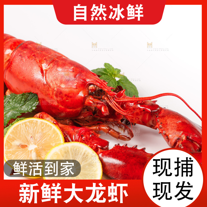澳洲大龙虾放在白底上