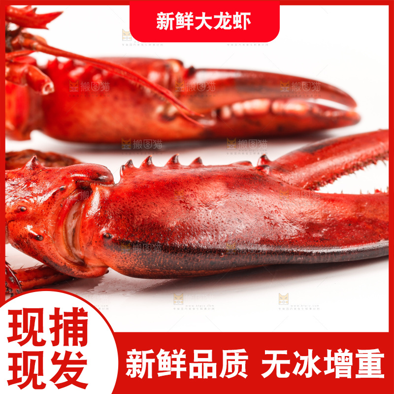 白底上放着澳洲龙虾