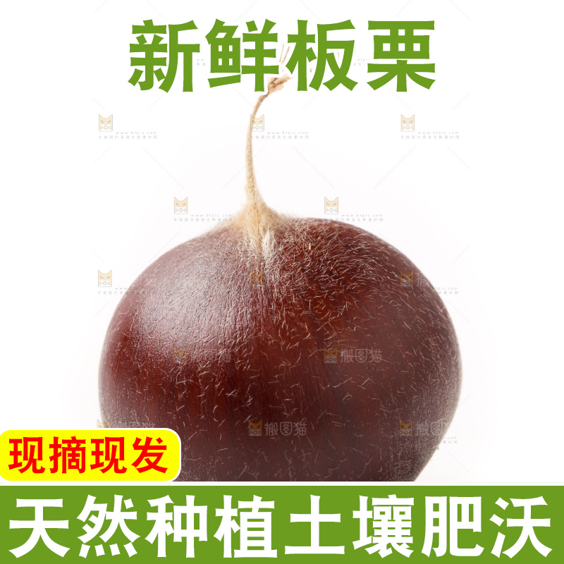 浅底上的迁西板栗