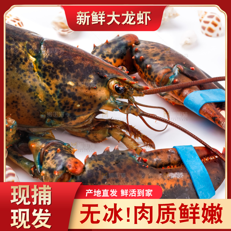 浅底上的澳洲龙虾