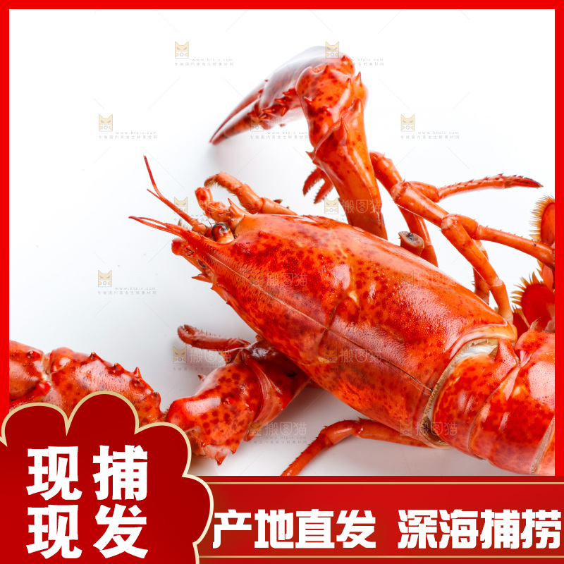 白底上的波士顿大龙虾