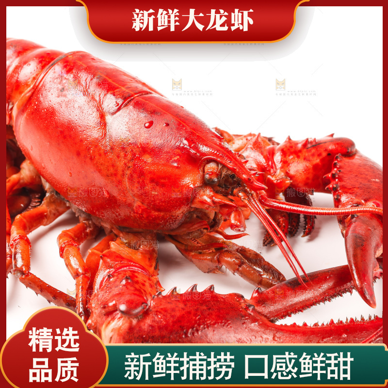 白底上放着澳洲龙虾