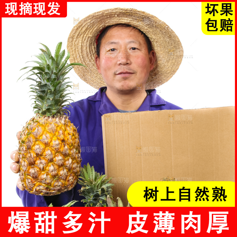农民手里拿着香水菠萝