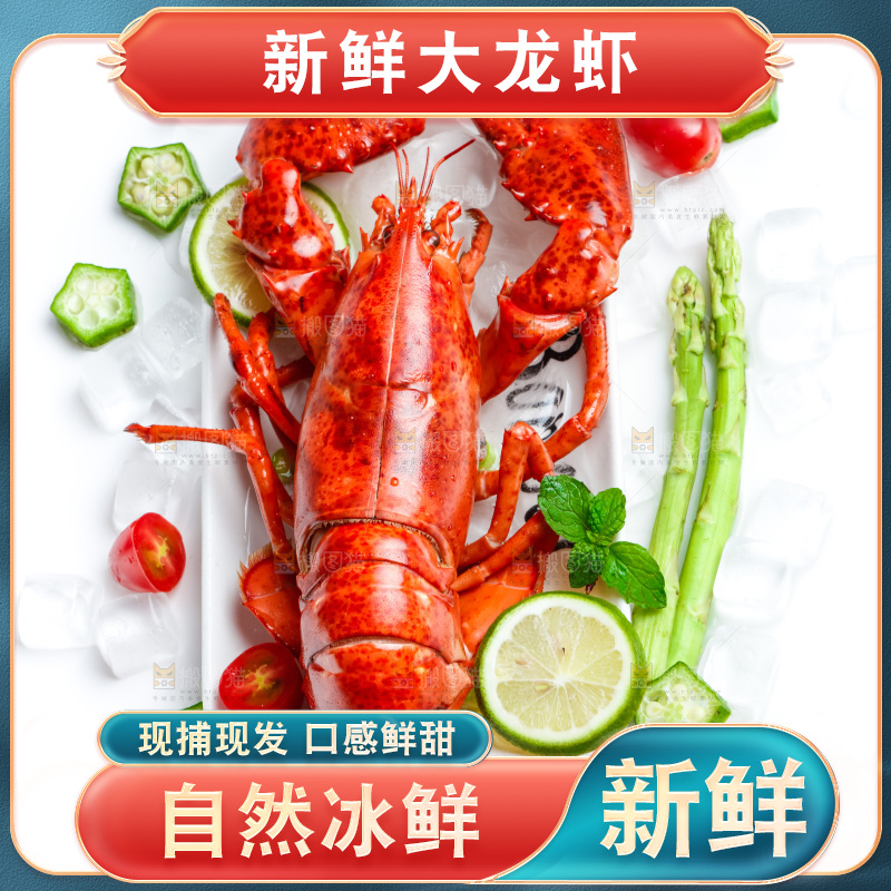 浅底上的澳洲大龙虾