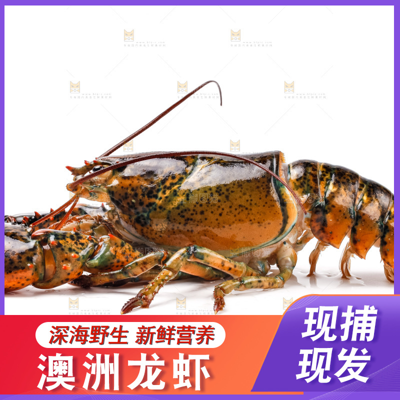 白底上的澳洲龙虾
