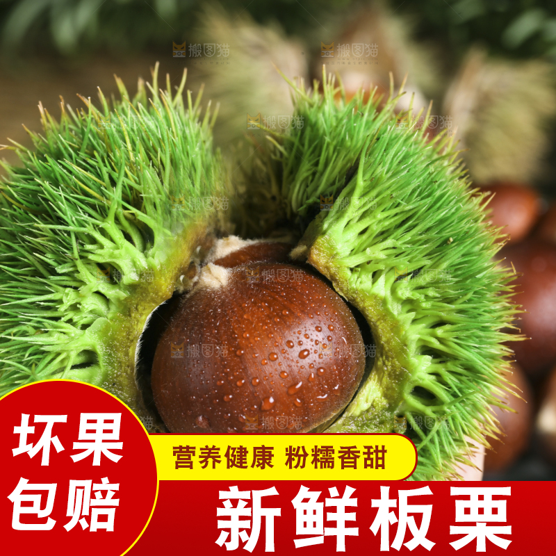 手里拿着新鲜板栗