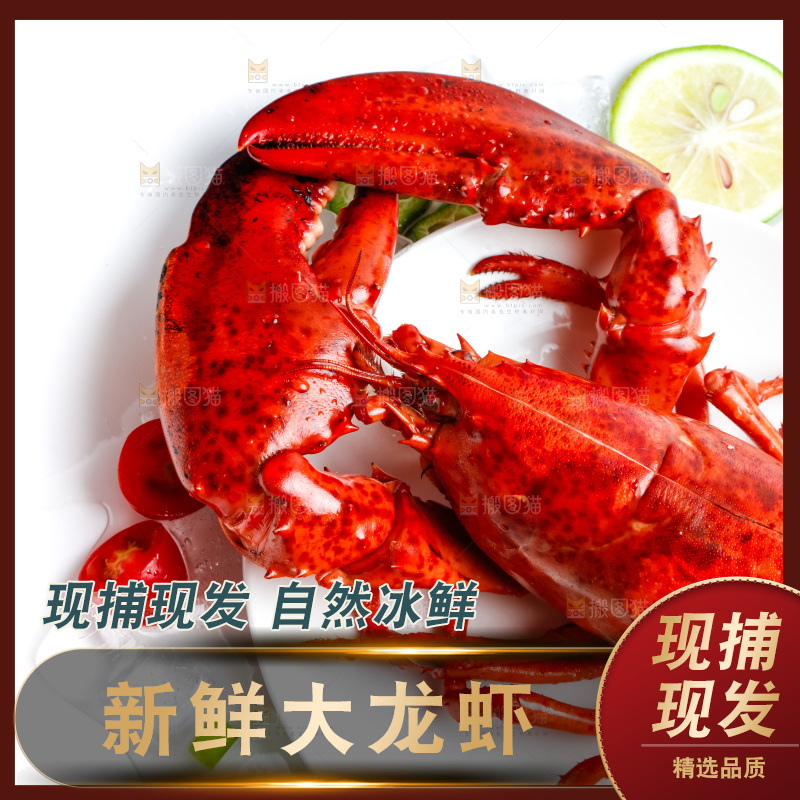 浅底上的澳洲大龙虾