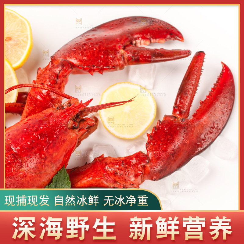 白底上放着澳洲大龙虾