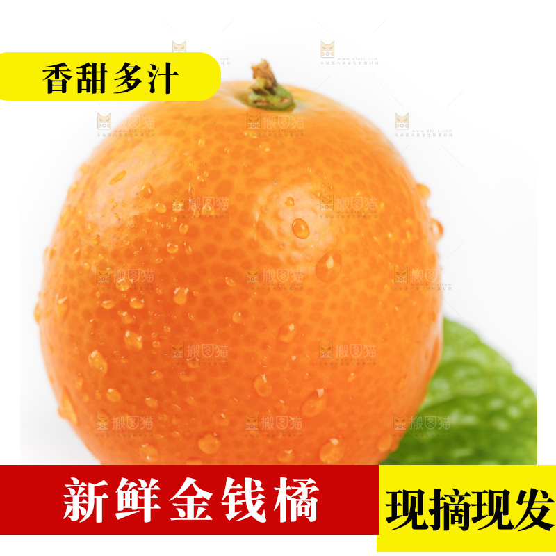 白底上的金桔