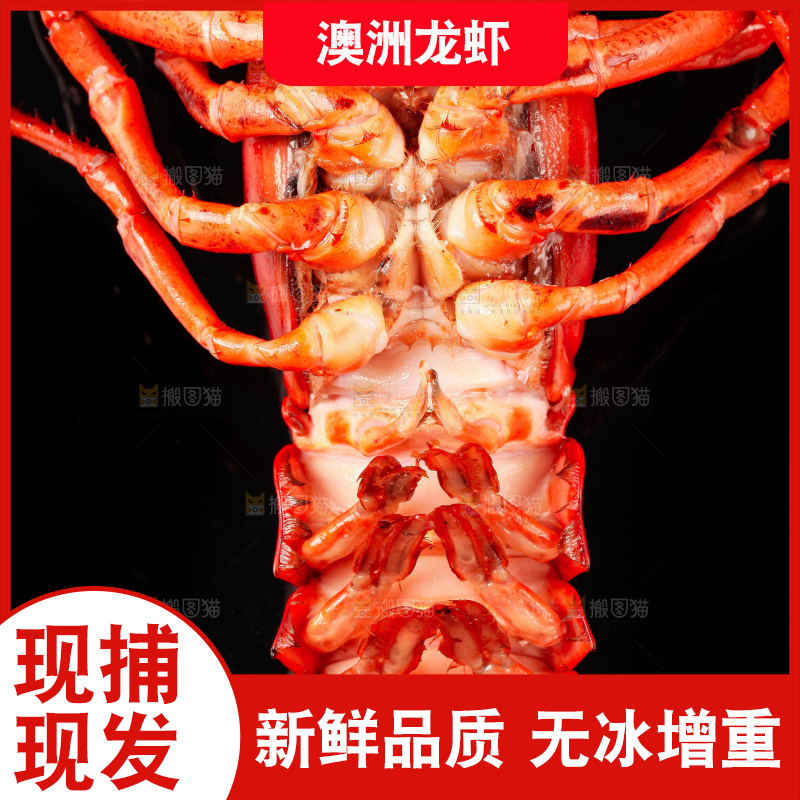 黑底上放着波士顿龙虾