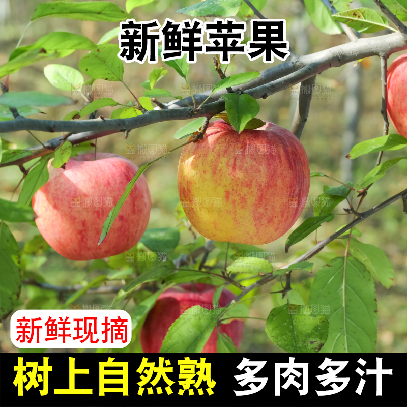 树上挂着冰糖心苹果