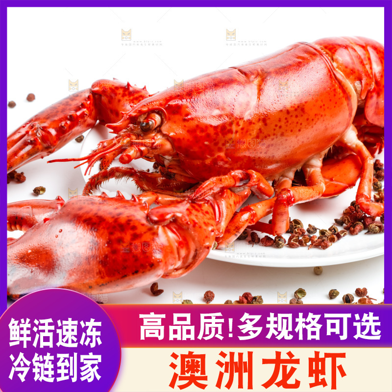白底上放着澳洲大龙虾