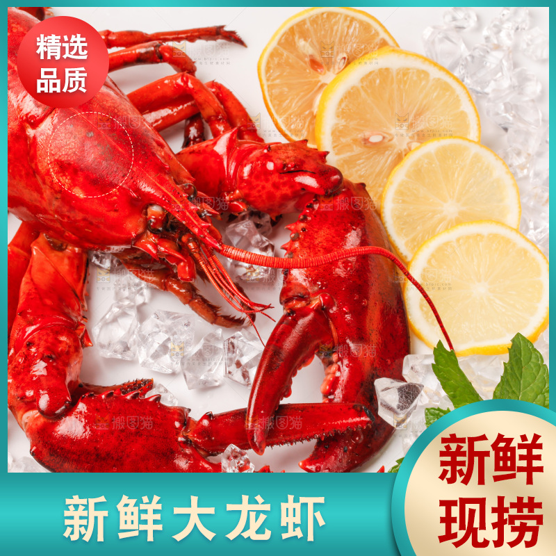 澳洲大龙虾放在白底上