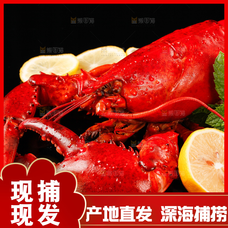 黑底上放着波士顿大龙虾