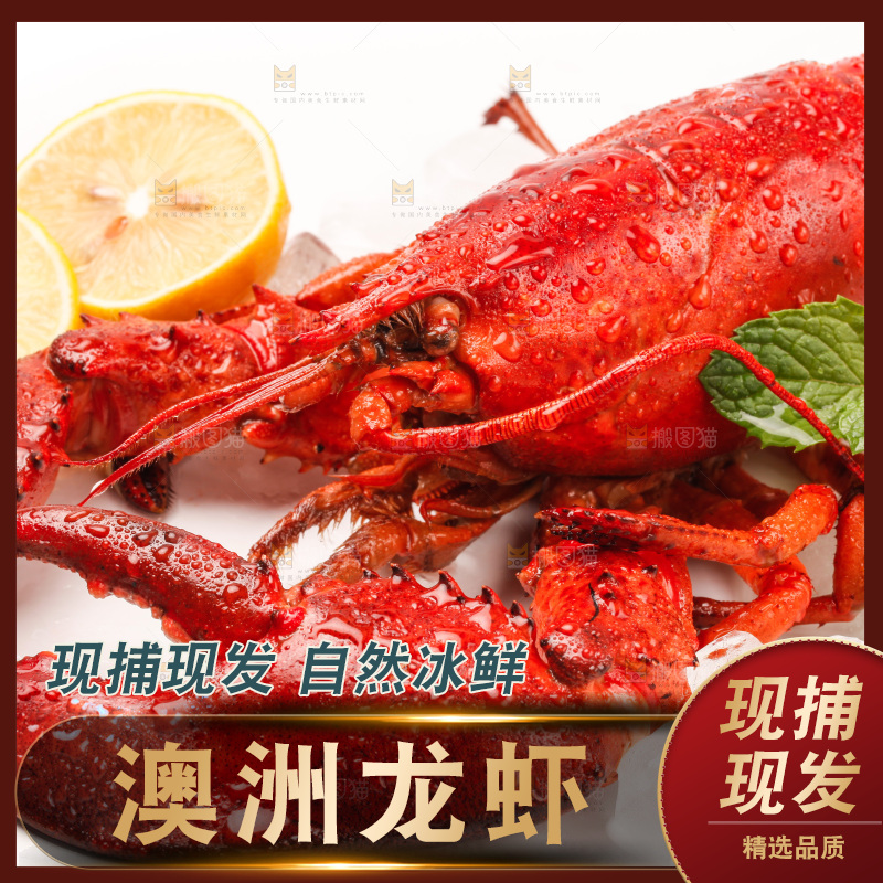 白底上放着澳洲大龙虾