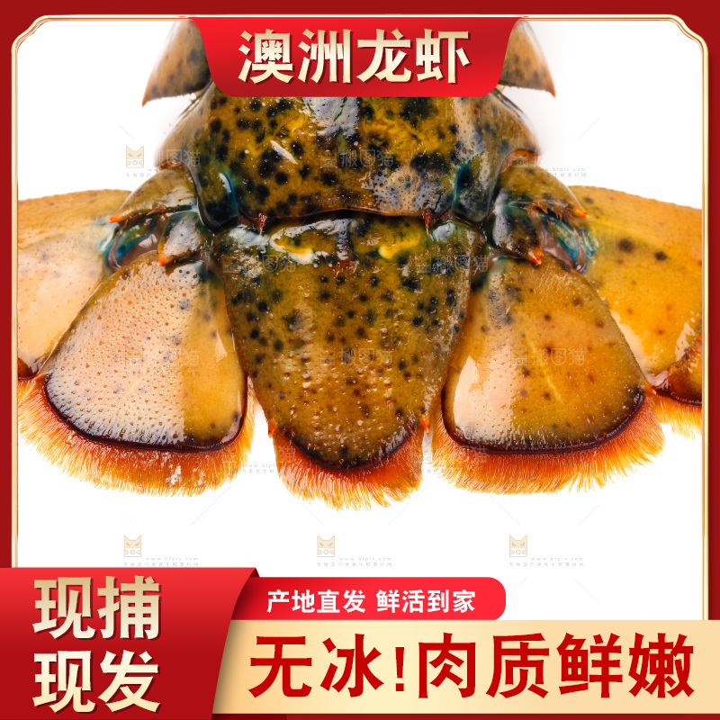 白底上的澳洲龙虾