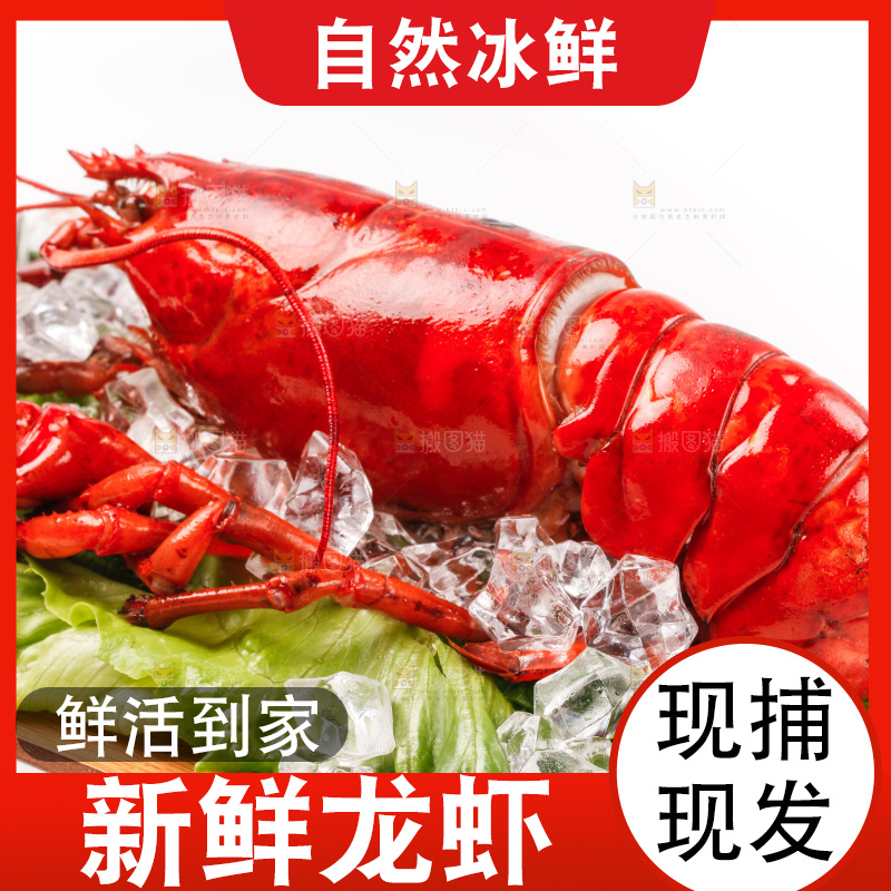 白底上放着一盘波士顿大龙虾