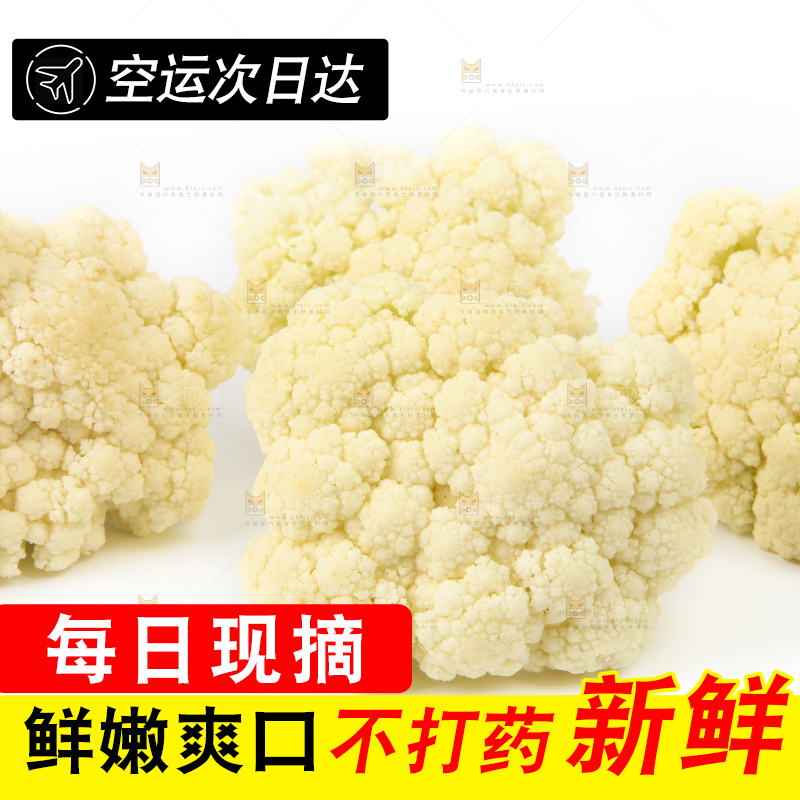 白底上的白花菜