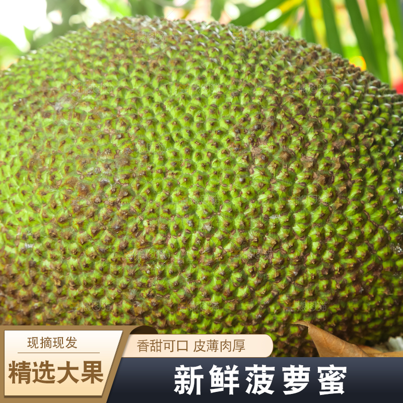 浅底上的泰国红心菠萝蜜
