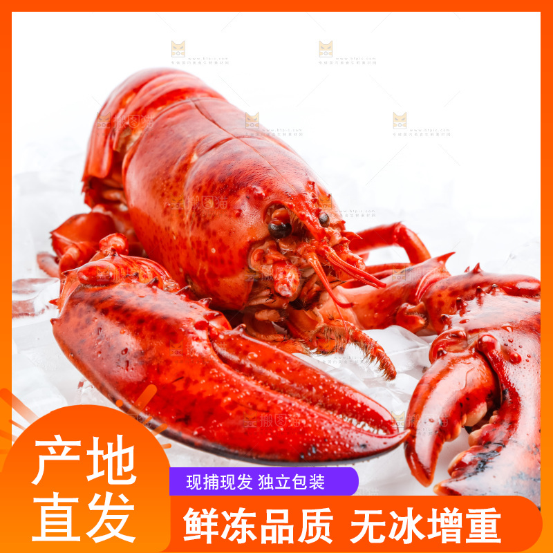 白底上放着澳洲大龙虾