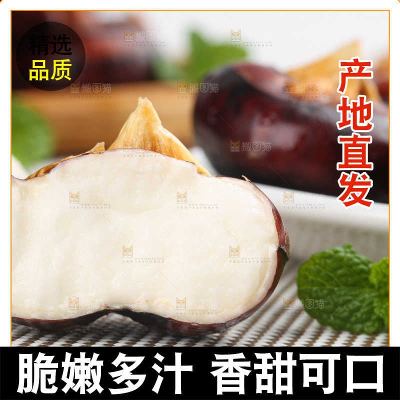 浅底上的马蹄果
