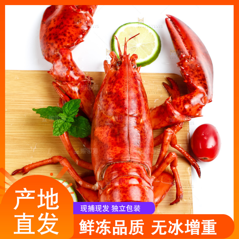 波士顿大龙虾放在浅底上