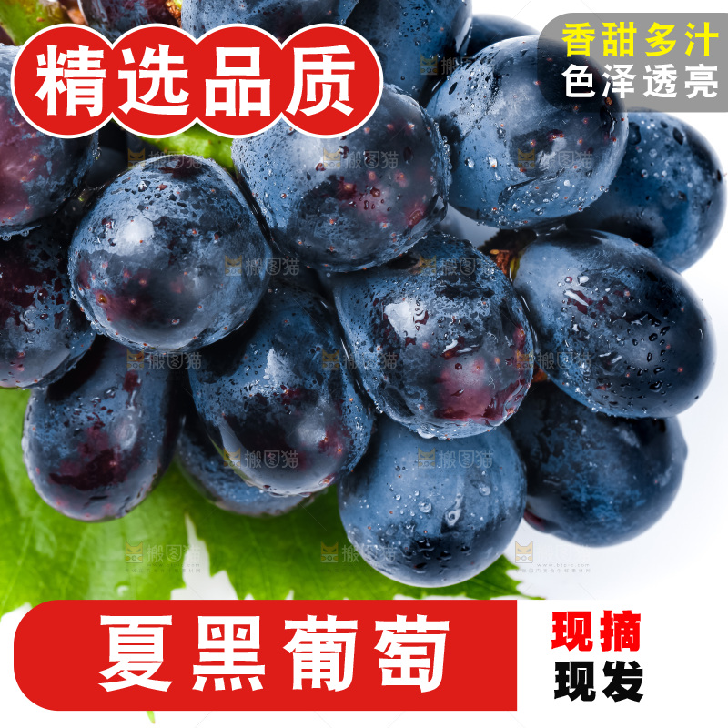 白底上的夏黑葡萄