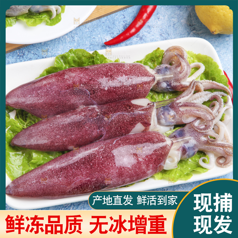 蓝底上的鱿鱼
