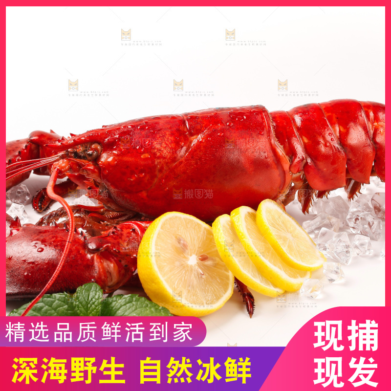 澳洲大龙虾放在白底上