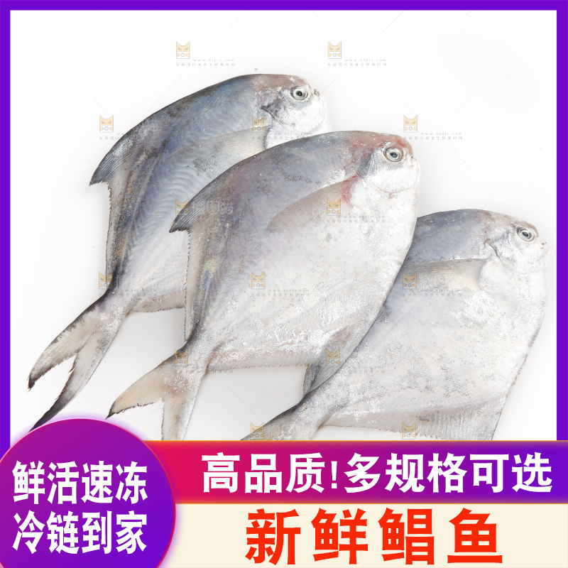 白底上的深海银鲳鱼