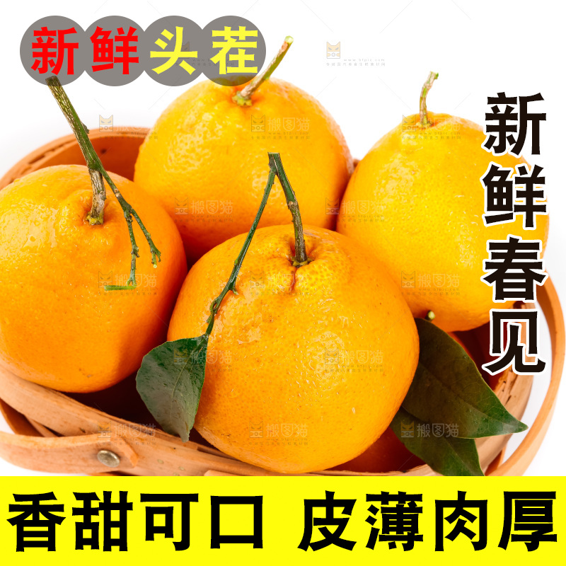白底上的春见耙耙柑