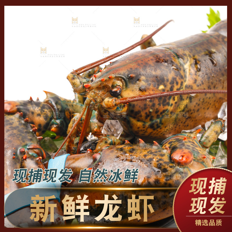 一盘澳洲大龙虾放在白底上