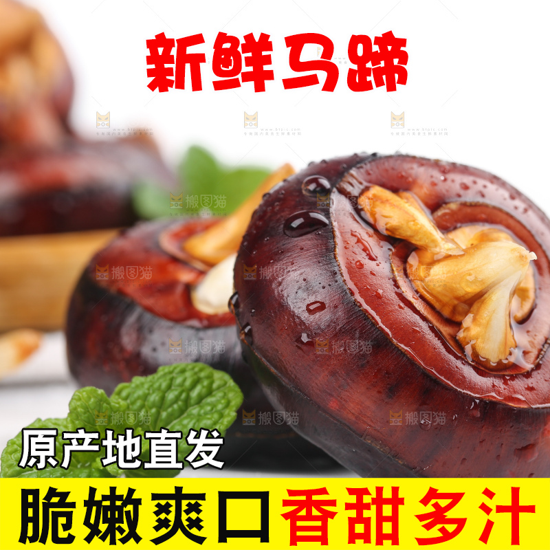 浅底上的马蹄果