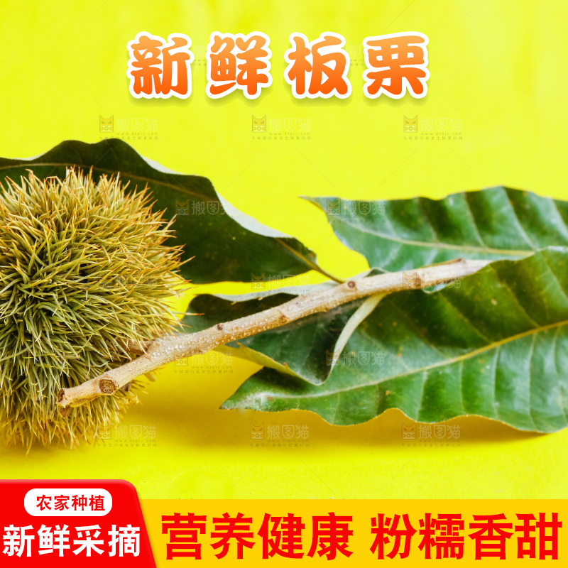 黄底上的迁西板栗