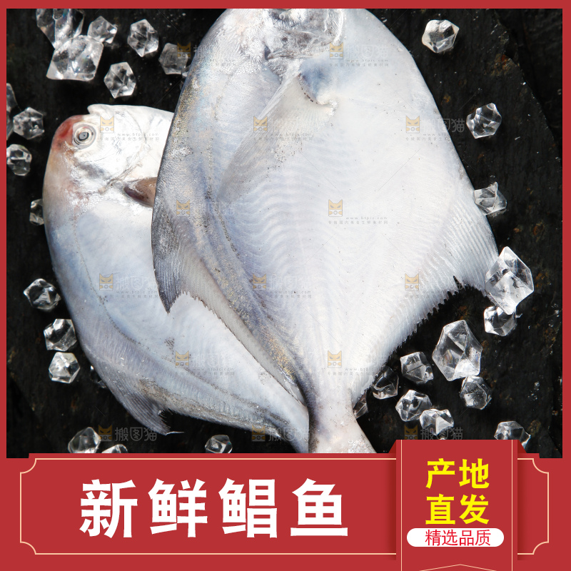 深底上放着银鲳鱼