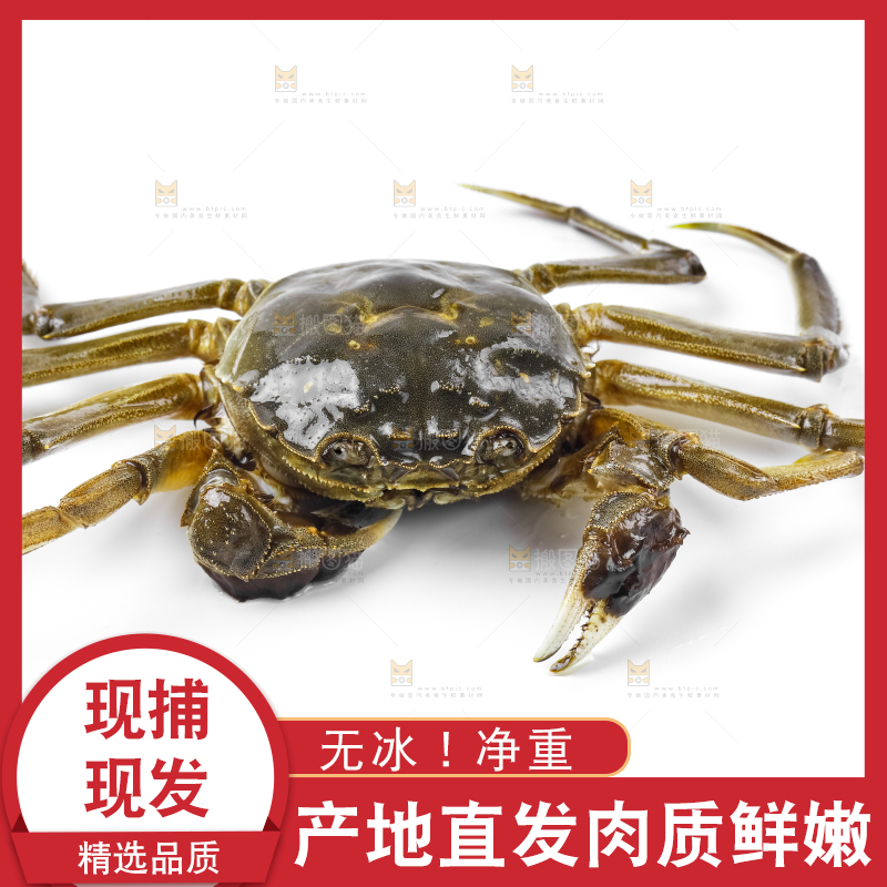 浅底上的鲜活螃蟹